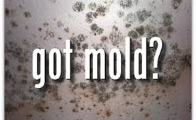 Got Mold?